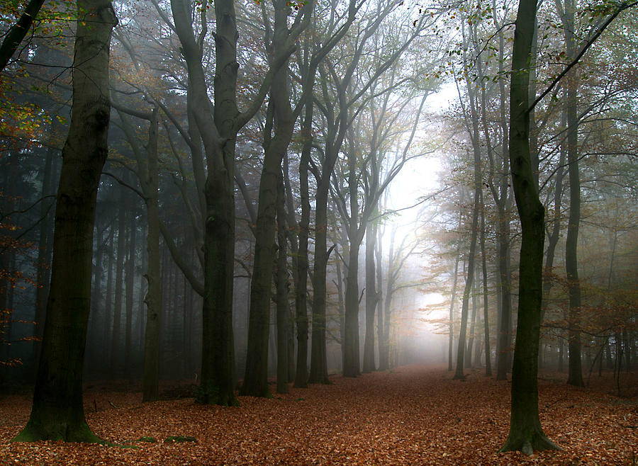 Autumn Trees In Fog Photograph by Bob Van Den Berg Photography