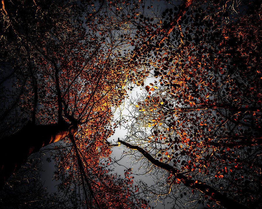 Flower Photograph - Autumn trees by Joe Rey