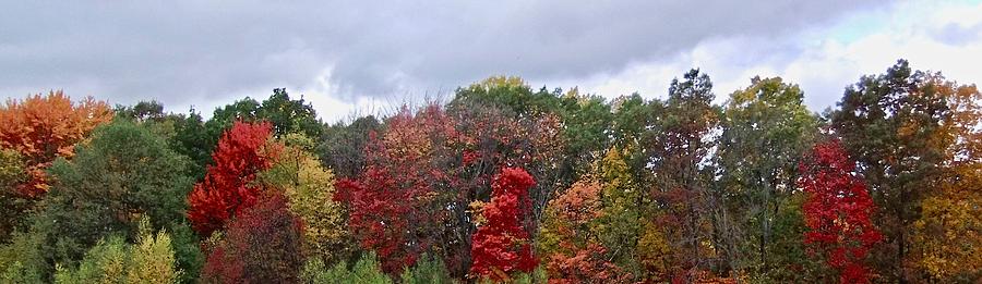 Autumn Trees Photograph by Kathy Chism