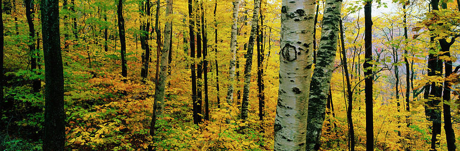 Autumn Trees Ma Photograph by Panoramic Images
