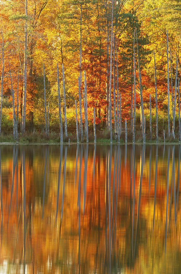 Fall Photograph - Autumn Trees by Michael Lustbader