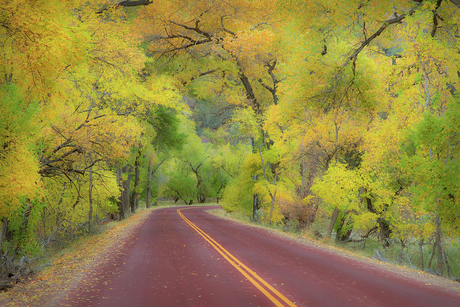 Zion National Park Photograph - Autumn Trees On Road by Royce Bair