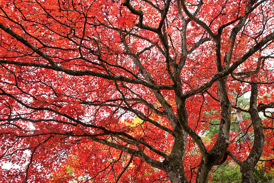 Autumn Trees Photograph by Ooyoo