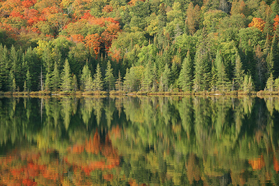 Autumn Trees Reflecting In A Lake Photograph by Jonathan Clark