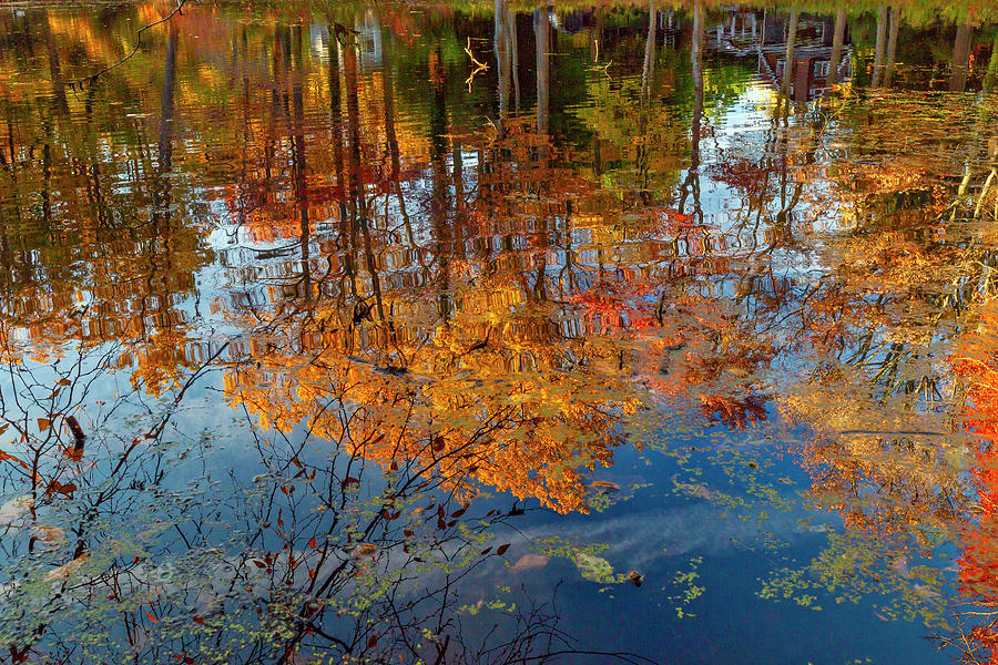 Autumn Trees Reflection In Water, Ny Digital Art by Claudia Uripos