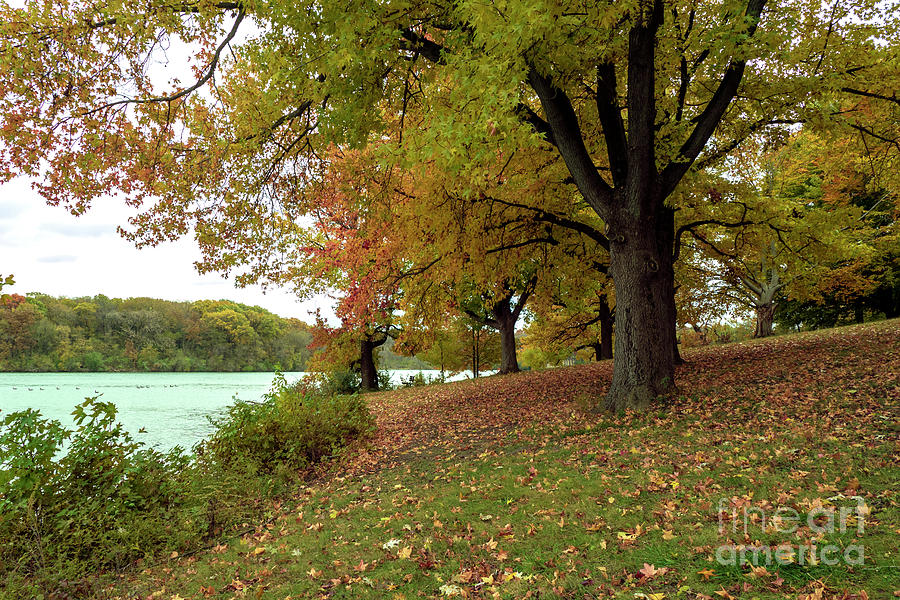 Autumn Trees  Photograph by Sandra Js
