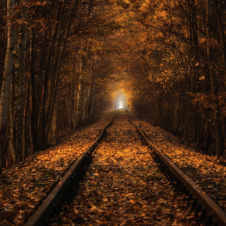 Autumn Tunnel Photograph by Pawel Uchorczak
