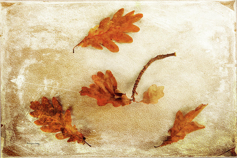 Autumn Twist Photograph