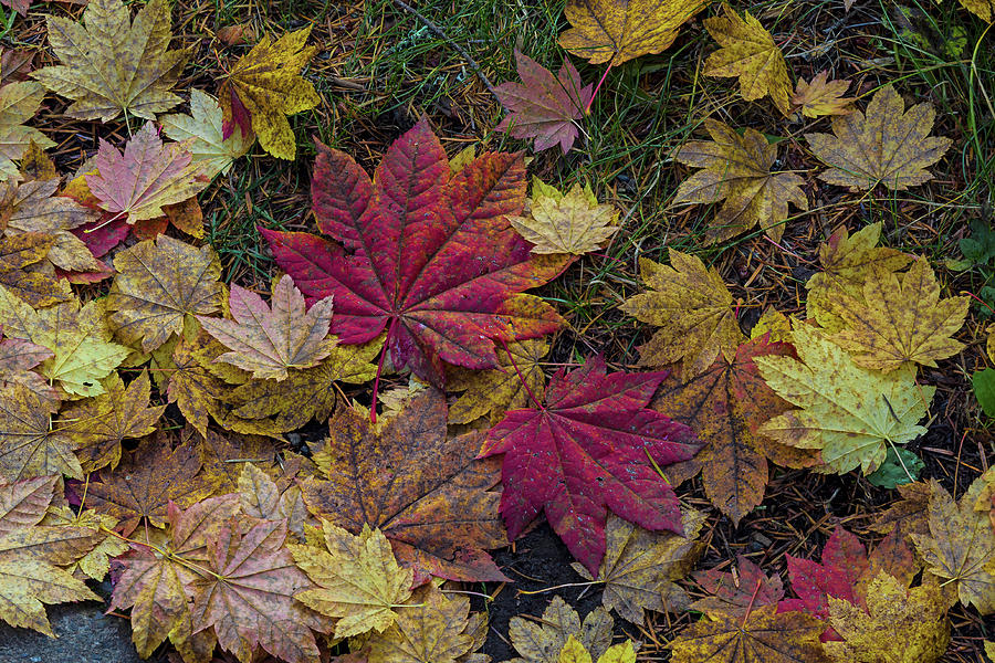 Autumn under the maple tree Photograph by Ulrich Burkhalter
