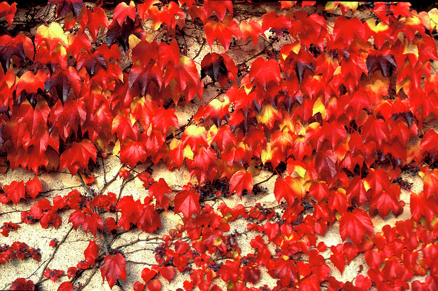 Autumn Vine Leaves Digital Art by Angelica Jimenez