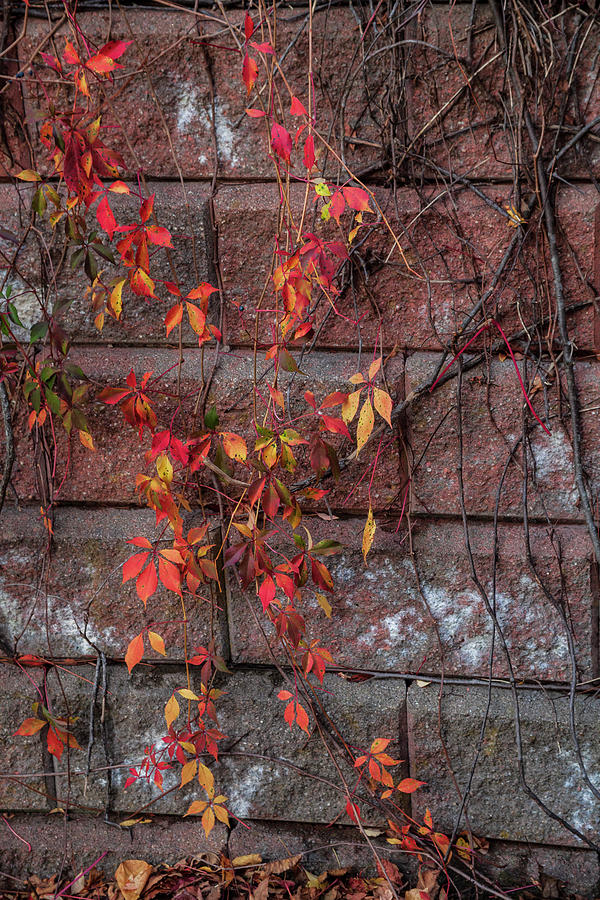 Autumn Vines Photograph by Irwin Barrett