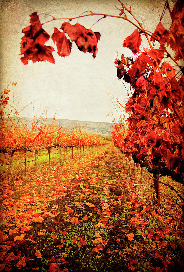 Autumn Vines Photograph - Autumn Vines by Jessica Rogers