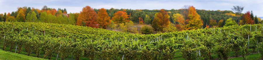 Autumn Vineyard Photograph by Owen Weber