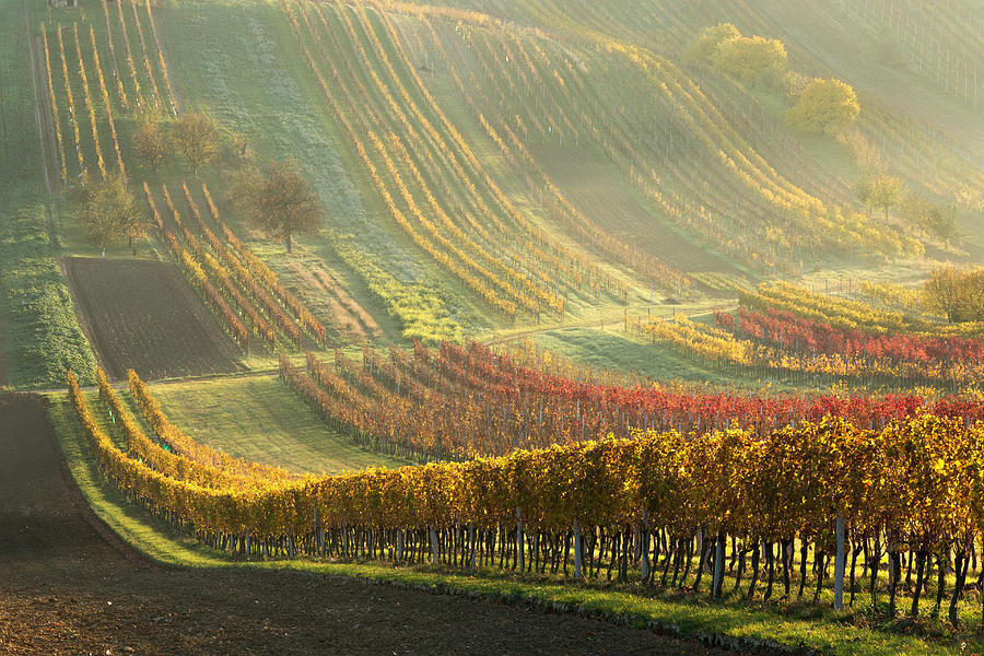 Fall Photograph - Autumn Vineyards by Anna Pakutina