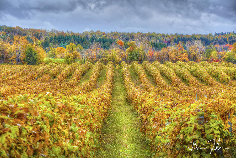 Tree Photograph - Autumn Vineyards by Fivefishcreative