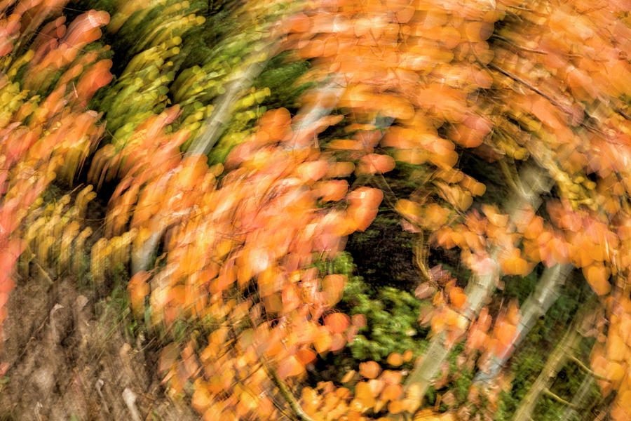 Autumn Vortex Photograph by Denise Bush