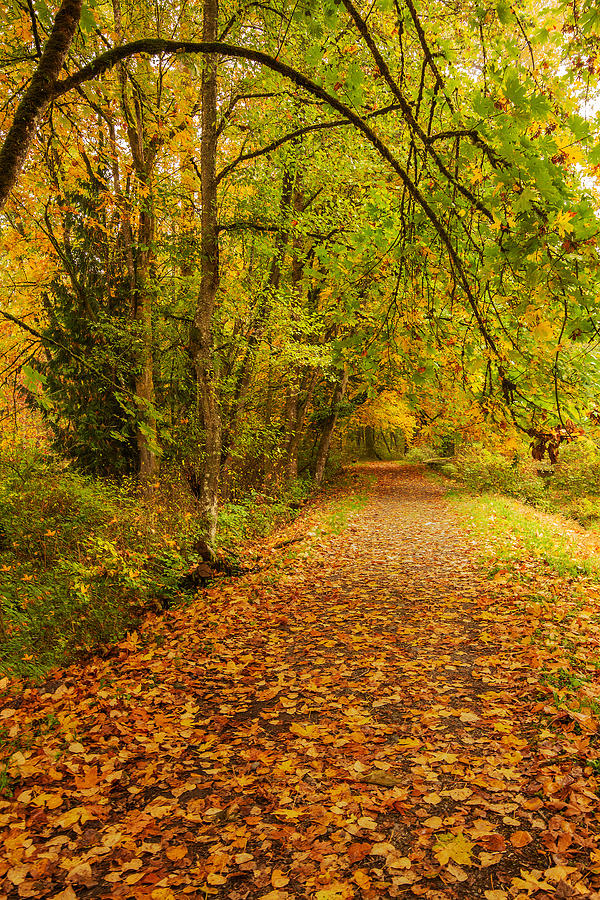 Autumn Walk Photograph by Bob Cournoyer