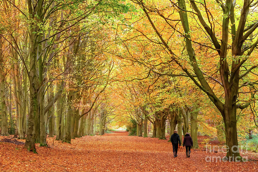 Norfolk autumn walk in the woodland Photograph by Simon Bratt