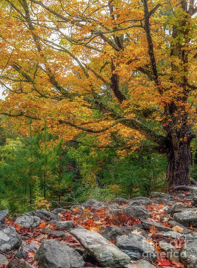 Fall Photograph - Autumn Wall by Karin Pinkham