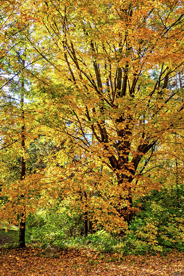 Autumn Wandering - Ontario Backroads 13 Photograph by Steve Harrington ...