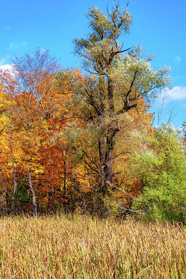 Autumn Wandering - Ontario Backroads 15 Photograph by Steve Harrington