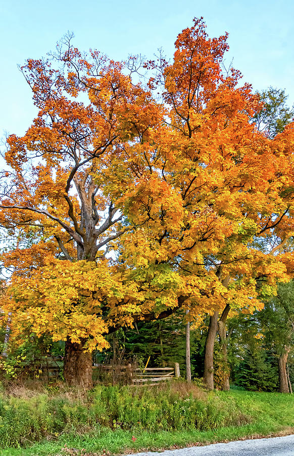 Autumn Wandering - Ontario Backroads 3 Photograph