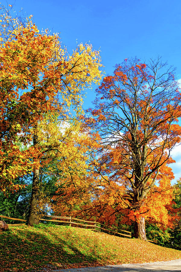 Fall Photograph - Autumn Wandering - Ontario Backroads 5 - Paint by Steve Harrington