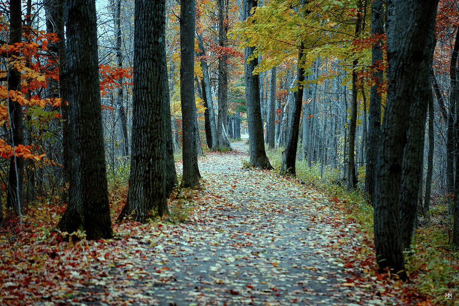 Autumn Way Photograph by John Meader