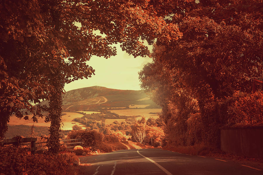Tree Photograph - Autumn Way to Sugarloaf Hill. Ireland by Jenny Rainbow