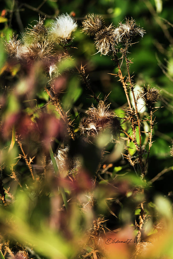 Autumn Weeds Photograph by Ed Peterson
