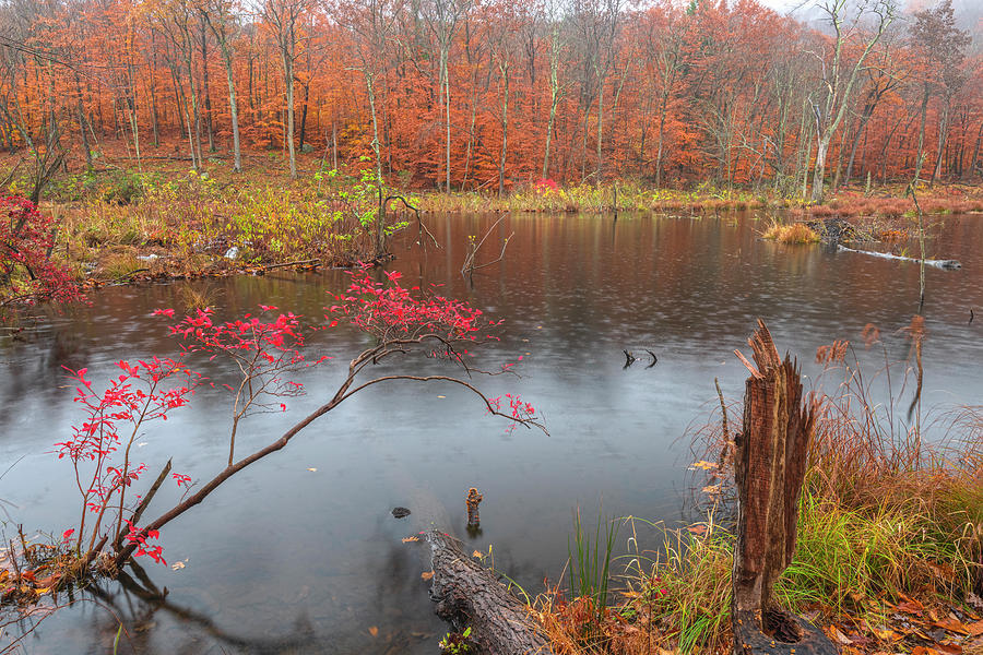 Fall Photograph - Autumn Wetlands by Angelo Marcialis