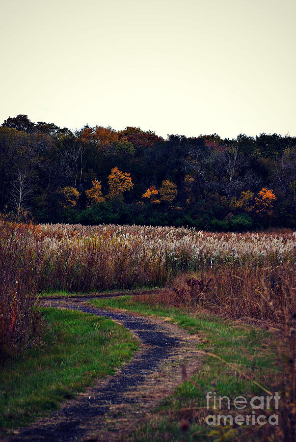 Autumn Wetlands Photograph
