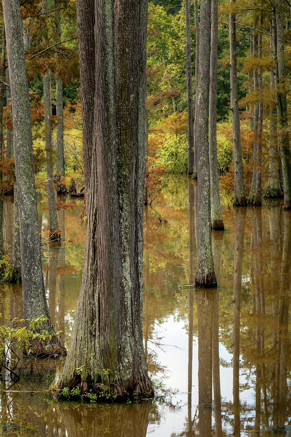 Autumn Wetlands Photograph by James Barber