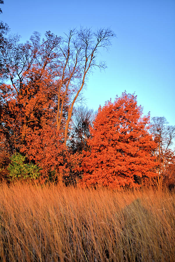 Autumn Winds Photograph by Bonfire Photography