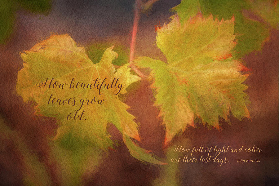 Autumn Wisdom Digital Art by Terry Davis