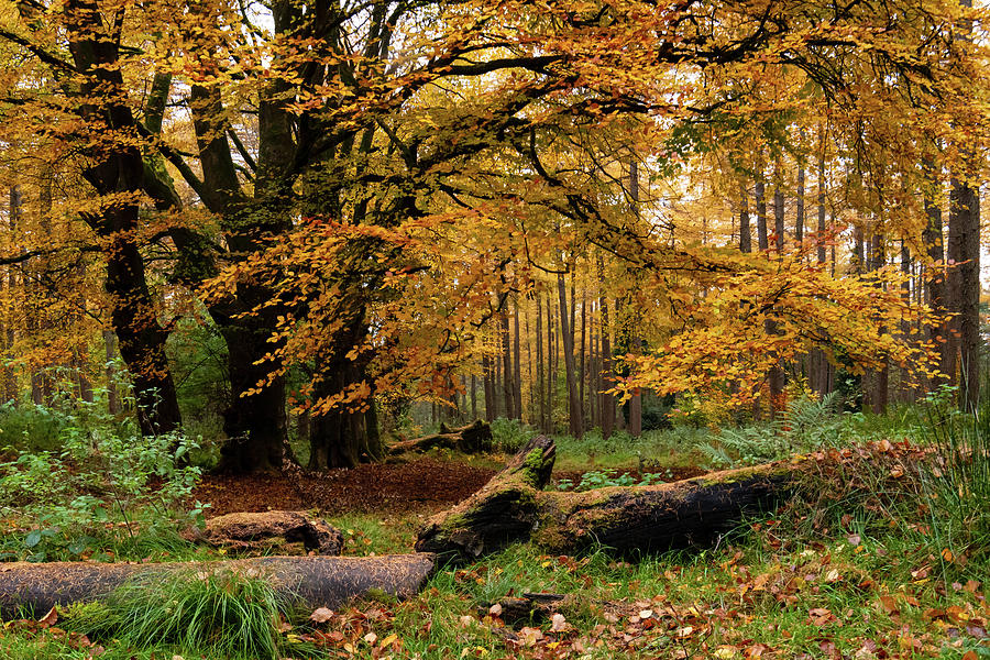 Autumn Wood Photograph