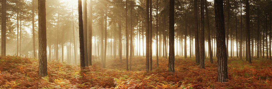 Autumn Woodland Photograph by Jeremy Walker