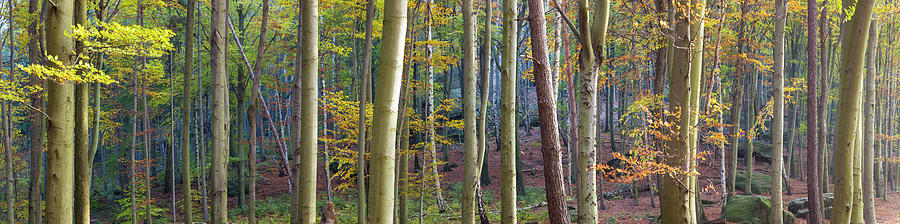 Autumn Woodland Photograph by Peter Adams