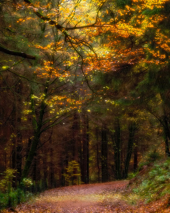 Autumn woodland walk Photograph by Tim Clark - Fine Art America