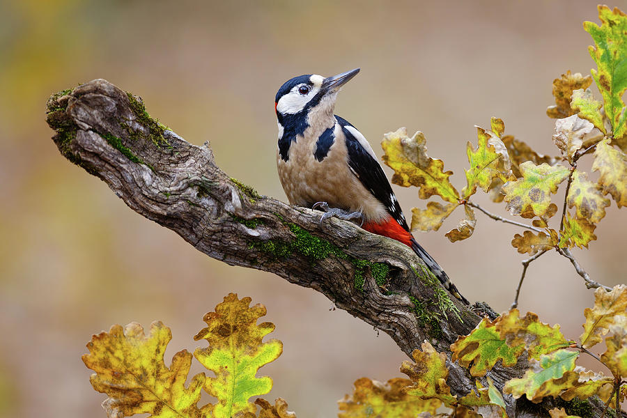 Autumn Woodpecker Photograph by Mario Surez