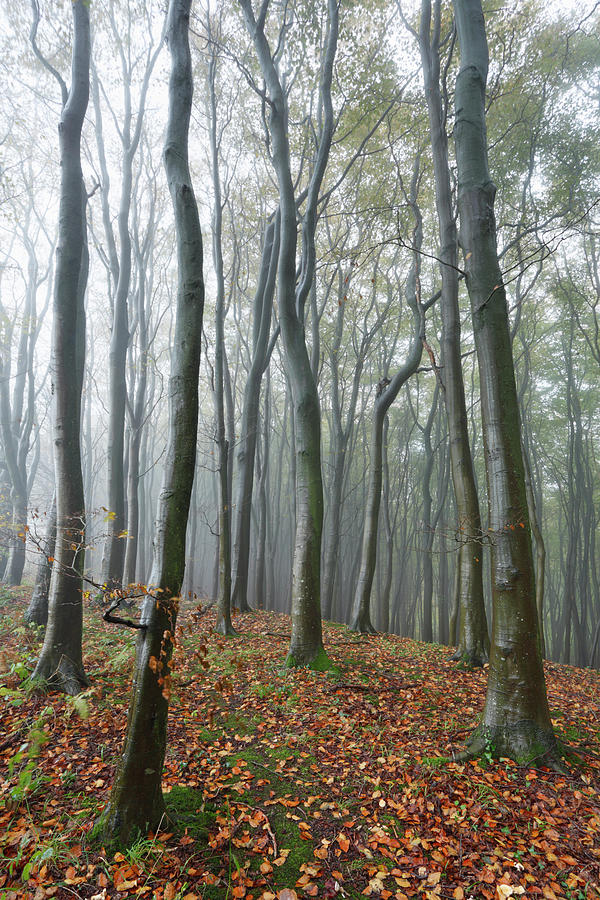 Autumn Woods Photograph by James Osmond