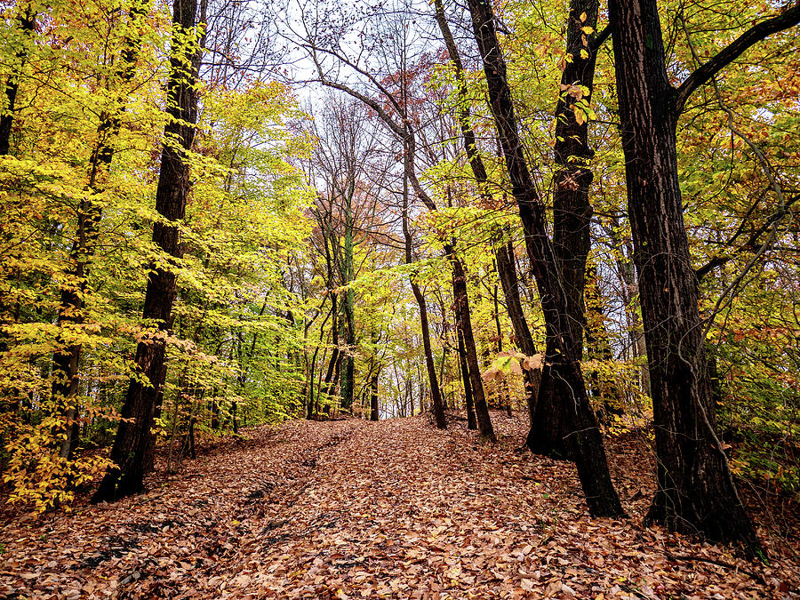 Autumn Woods Photograph by Louis Dallara