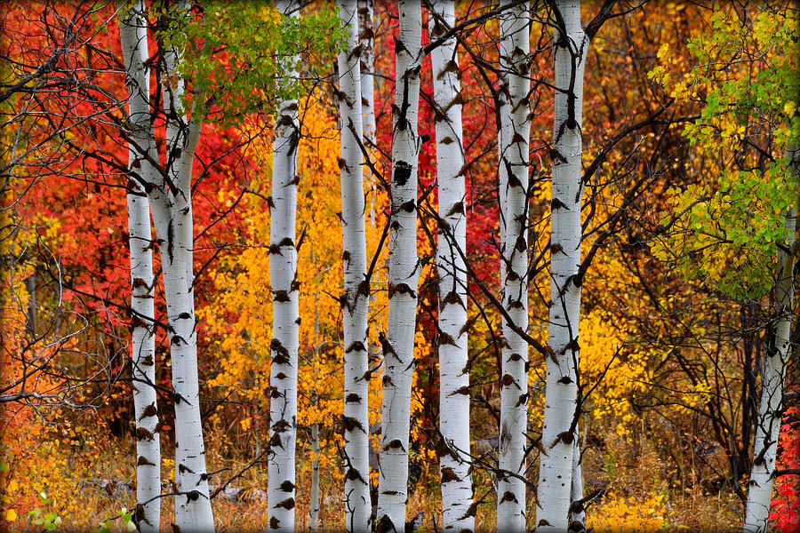 Nature Photograph - Autumn Woods by Michael Morse