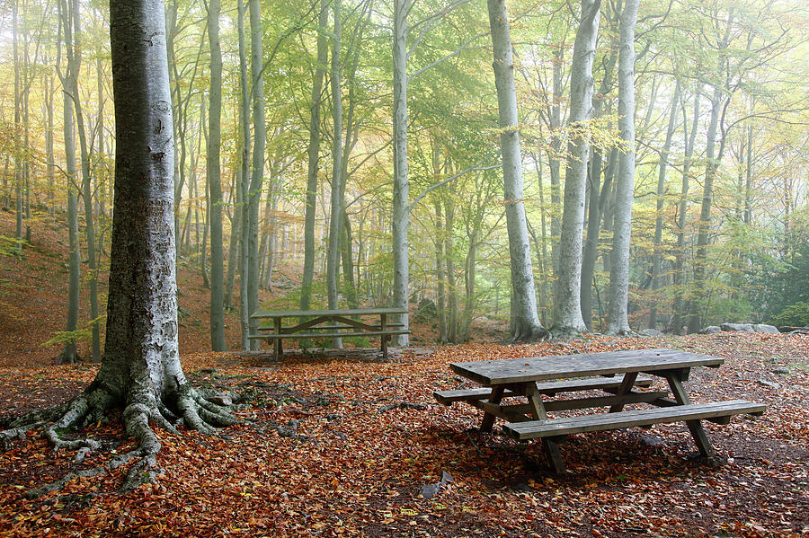Autumn Woods Photograph by Photography By Iñaki Gomez Marin