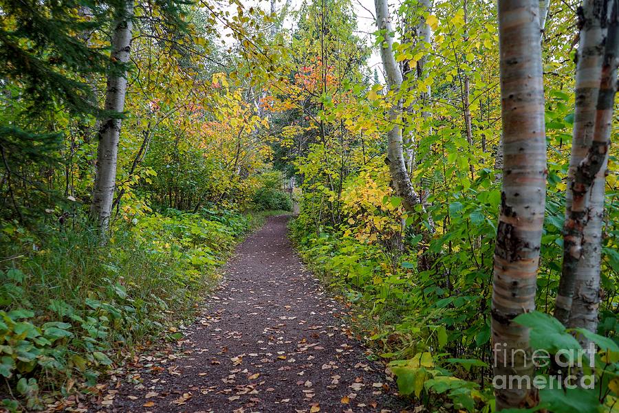 Autumn Woods Photograph by Susan Rydberg