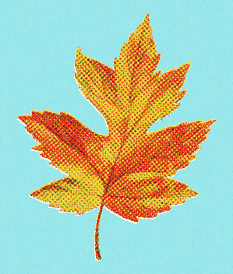 Fall Drawing - Autumn Yellow Leaf by CSA Images