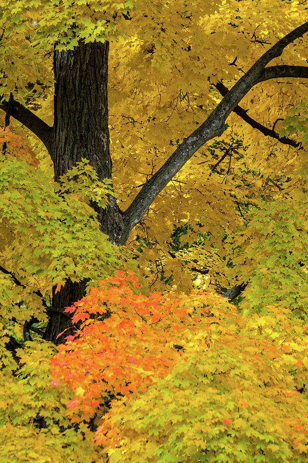 Autumn Yellows Photograph by Stewart Helberg