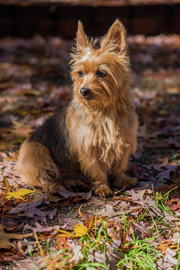 Autumn Yorkie Photograph by Carrie Goeringer - Fine Art America