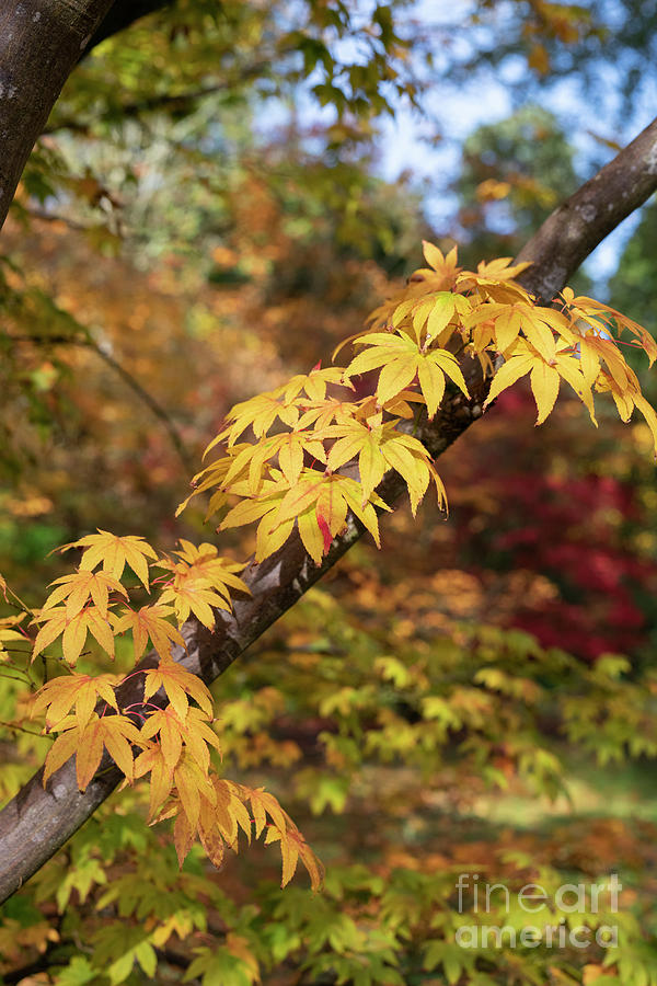 Autumnal Acer Amoenum Photograph by Tim Gainey