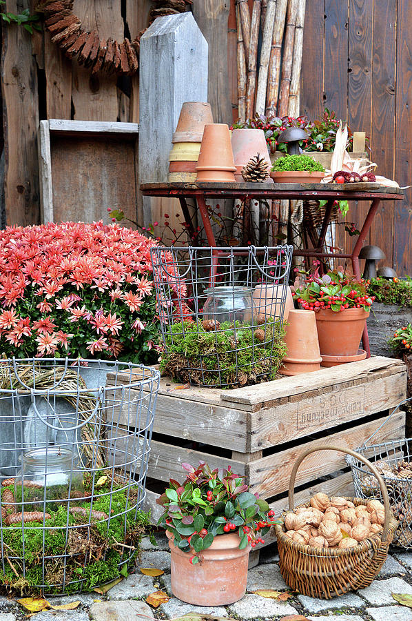 Autumnal Arrangement Of Chrysanthemums, Teaberry, Candle Lanterns And Basket Of Walnuts Photograph by Christin By Hof 9